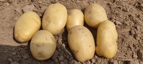 Classic 2001 Russet Potato