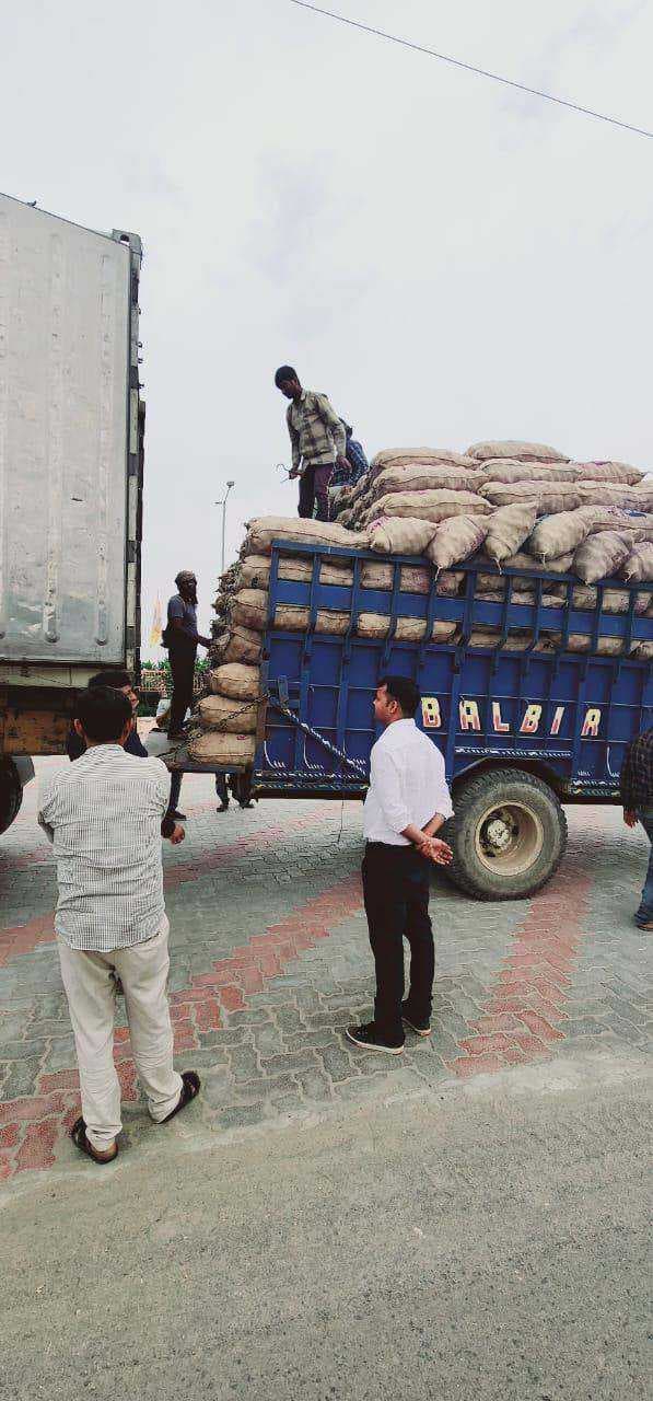 Potato Gallery Image 10