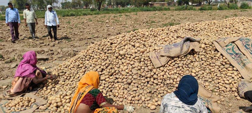 Potato Gallery Image 13