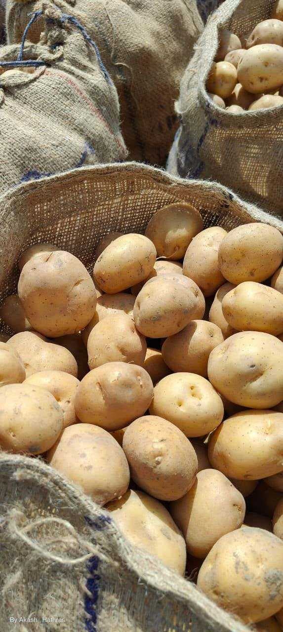 Potato Gallery Image 14