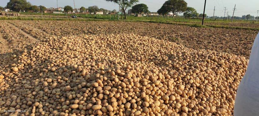Potato Gallery Image 7
