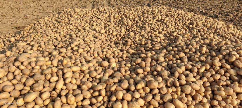 Potato Gallery Image 9