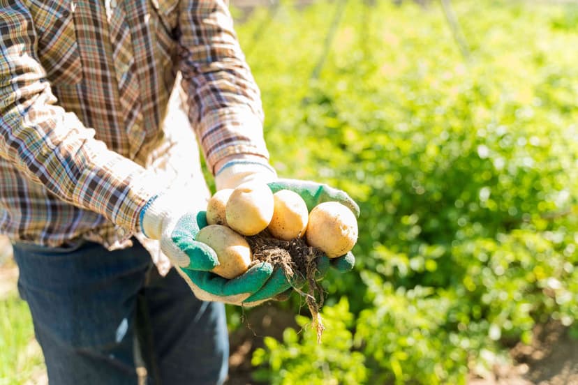 Image of a farmer in a potato field.