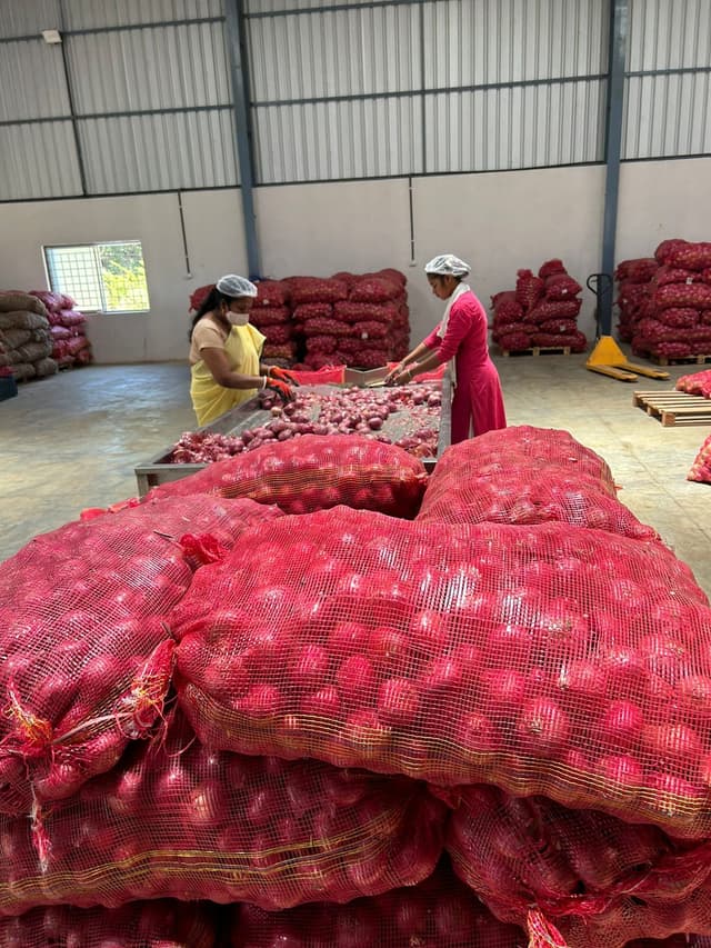 Potato Distribution