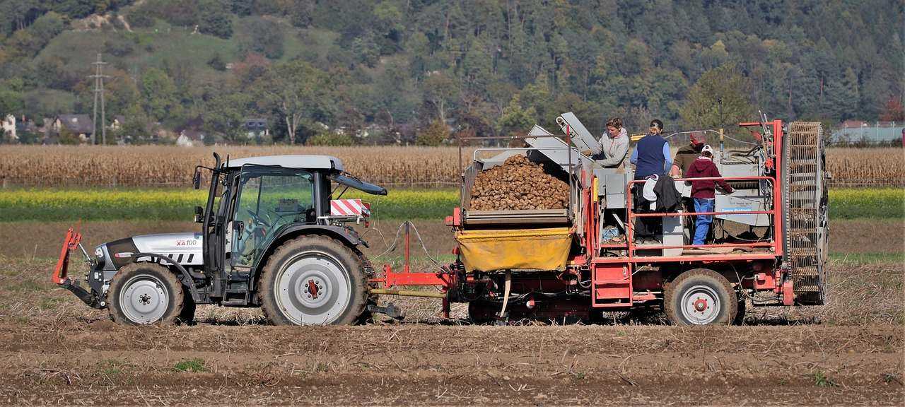 Image of fresh potatoes being prepared for export.