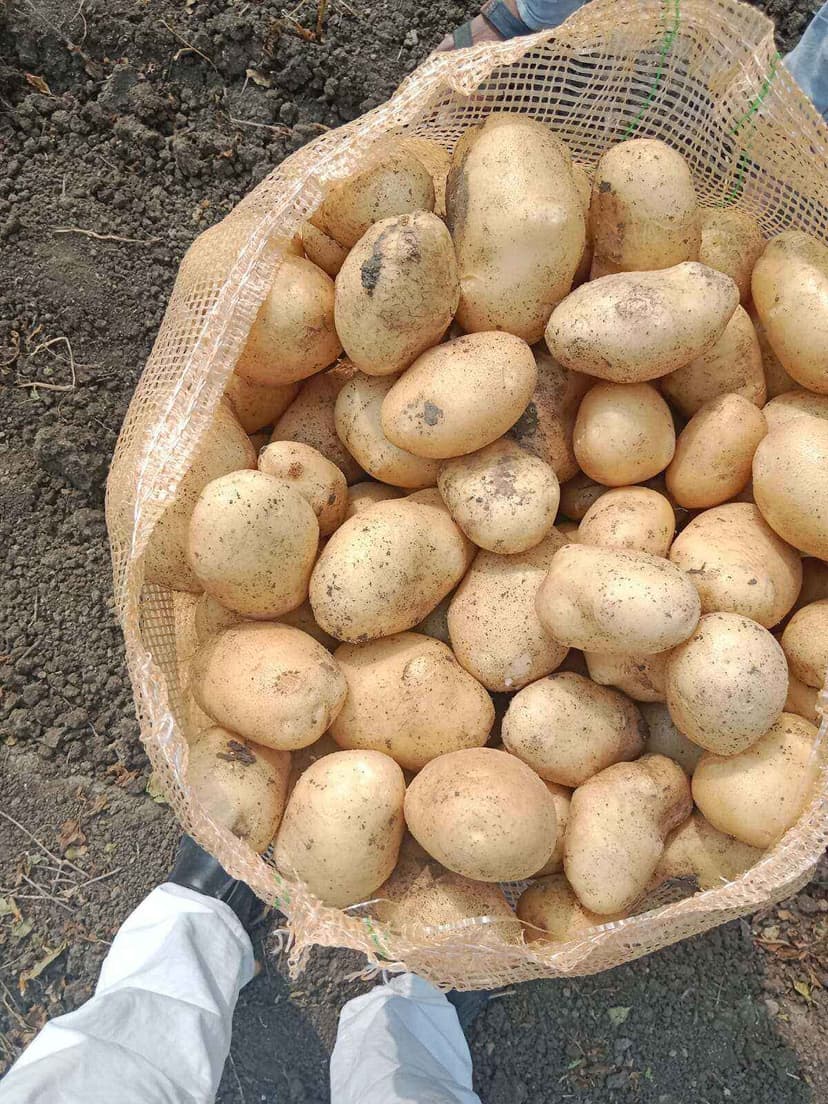 Prime 3797 Potato