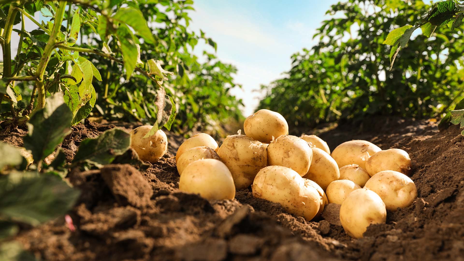 Illustration of modern farming techniques at AGPotato.