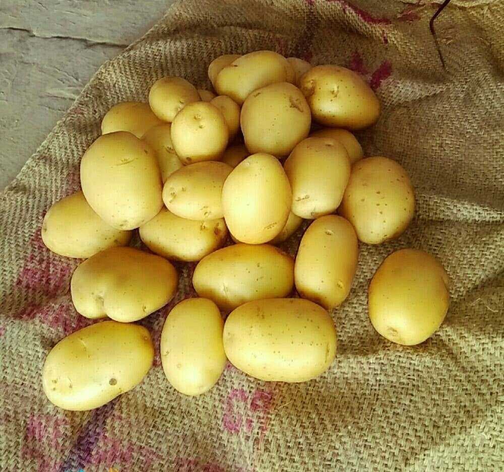 Hybrid 302 Potato